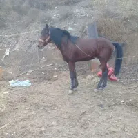 اسب نریان کرد