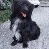 سگ اشپیتز جاپانیز|سگ|بهشهر, |دیوار