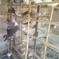 ۸۵جفت کفتر پرش سنگین