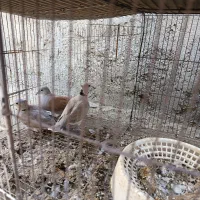 کبوتر خانگی بور ابادانی|پرنده|جیرفت, |دیوار