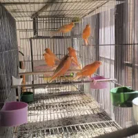 قناری رسمی سرخ و موزاییکی|پرنده|جرقویه, |دیوار