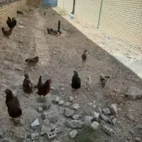 جوجه ومرغ