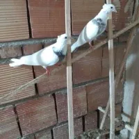 ۱۰عددطوقی قرمزوآبی نروماده ضمانتی|پرنده|نقده, |دیوار