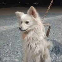 پا کوتاه خوشکل دم گرد فر نژاد دار