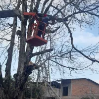 خریدچوب وانواع درختان باغی قطع برش هرس|خدمات باغبانی و درختکاری|نوشهر, |دیوار