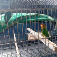 فقط دومیلیون وپانصد تومن