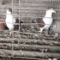 دنا افغانی خوشگل حوون|پرنده|پردیس, فاز ۴|دیوار