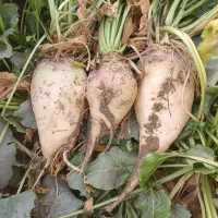 چغندر علوفه ای برای دامدار|عمده‌فروشی|چناران, |دیوار