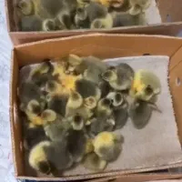 جوجه غاز و قو غاز و اردک اسرائیلی و تخم نطفه دار