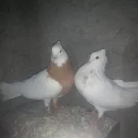 طوقی زرد طوقی هفرنگ|پرنده|سبزوار, قصبه شرقی|دیوار