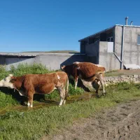گاو آبستن سنگین و گاو جوان گوشتی