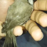 جوجه مینا