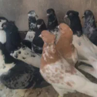 کفتر رنگه ماده هوایی