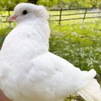 کبوتر