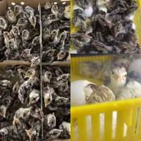 جوجه بوقلمون