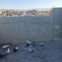 ی جفت زاغ دم سفید خوشگل|پرنده|شیروان (لرستان), |دیوار