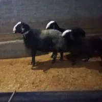 بره نر و ماده شال اصیل|حیوانات مزرعه|مهریز, |دیوار