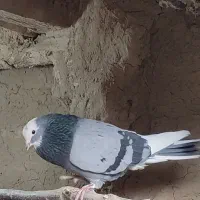 کفتر باخت رفته