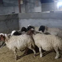 شک درجه یک