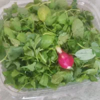 سبزی خوردن محلی پاک شده و شسته شده