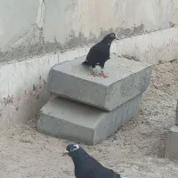 یک جفت پلنگ ضمانتی