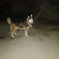 سگ هاسکی 8 ماهه