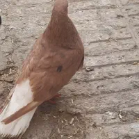 ۳تاکبوتر ماده ضمانتی