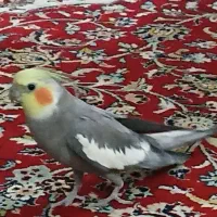 عروس هلندی