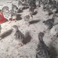 فروش جوجه بوقلمون برنز ده روزه