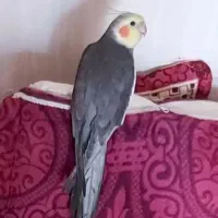 پانزده میلیون تومان نقدا هدیه برای طوطی گم شده