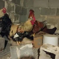 خروس جوان|حیوانات مزرعه|اقلید, |دیوار