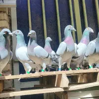 دسته پلاکی جنگی