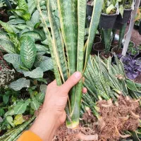 سانس شمشیری ریشه لخت