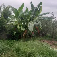 ۵۰۰ متر زمین باغی مسکونی|فروش زمین و ملک کلنگی|آمل, |دیوار