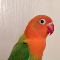 طوطی کوتوله برزیلی رنگ خاص