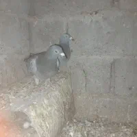 کبوتر