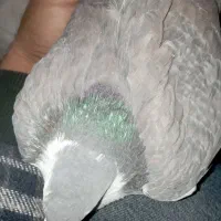 نر سیمونی|پرنده|اصفهان, اندوان|دیوار