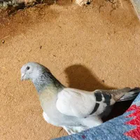 فروش کبوتر|پرنده|مرودشت, بیست متری بیمارستان|دیوار