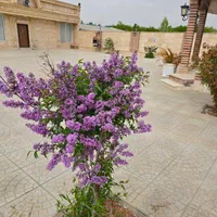 فروش ویلا باغ لوکس با همه امکانات برنج آباد