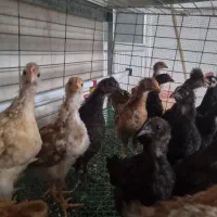 جوجه مرغ محلی گلپایگانی کاکلی خروس