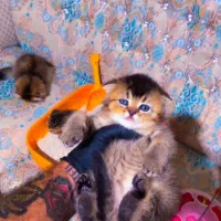 بریتیش اسکاتیش گلدny11/12چشم سبز