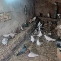 کفتر تهرانی پا پر یجای به فروش میرسد
