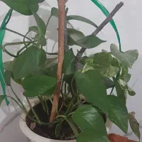 ابلق وساده