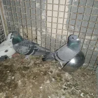 ۳تا کبوتر گرفتنی ارسال از اهواز|پرنده|ایلام, |دیوار