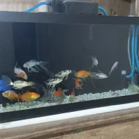 آکواریوم شیشه خم شرکتی با ماهی و وسایل