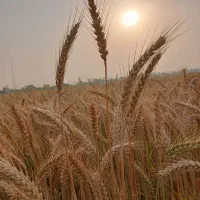کو.د کامل مخصوص کشت دیم
