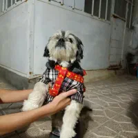 واگذاری رایگان شیتزو حرف گوش کن