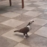 ساتن