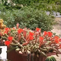 گل کاکتوس|گل و گیاه طبیعی|فولادشهر, B6|دیوار