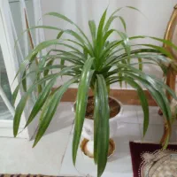 گل پاندانوس